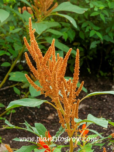 Hot Biscuit Amaranth (Amaranthus caudatus)